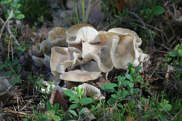 Lyophyllum fumosum, sometimes called the fried chicken mushroom, wild fungus from Finland