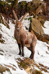 Majestic Ibex On Snow Covered Hill