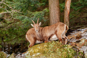 Young Ibex in Forest