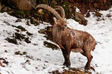 Ibex On Rocks
