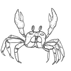 Crab Vector Sketch Illustration