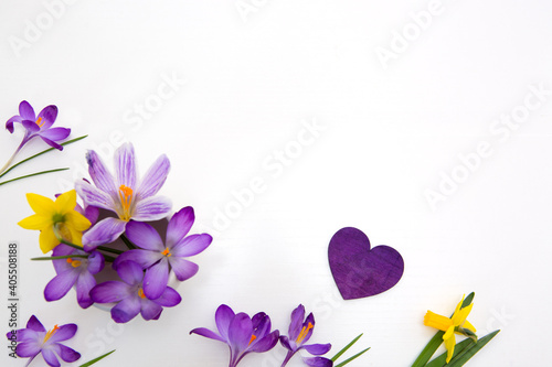 Mother's day background with purple crocuses and love heart on white .