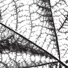 Distress Leaf Texture