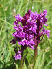 Orchis des Alpes, orchidée sauvage rose
