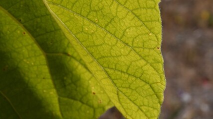 Autumn yellow leaf texture with tortuous veins. Closeup of deciduous tree Paulownia leaf in bright sunlight. Organic woody plant growing in garden