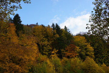 Fototapeta premium autumn forest in the autumn