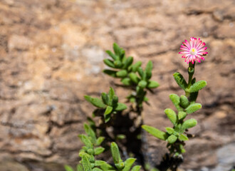 Purple lampranthus Pink color flower of Ice plant in the garden