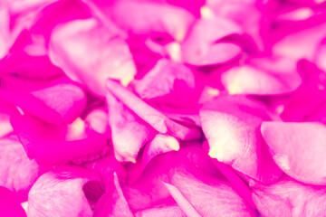 Rose petal flower on white background for Valentines day