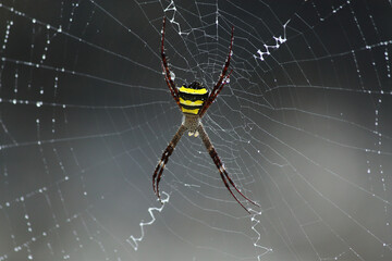 Spider and web close up. Spiderweb covered in raindrops 	