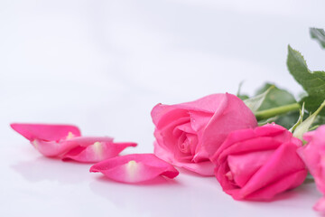 Rose petal flower on white background for Valentines day