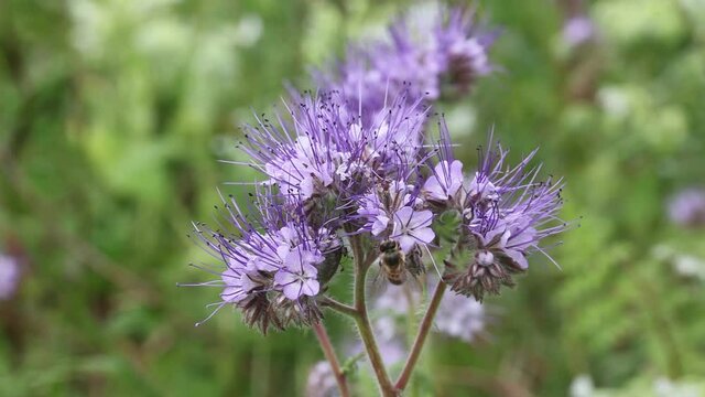 Abeille mellif&egrave;re butinant des fleurs de phac&eacute;lie