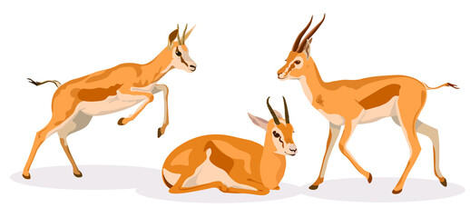 Set of african wild black-tailed gazelles with long horns, animal realistic and cartoon design, flat vector illustration on white background, in different poses, antelope