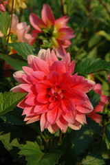 A close up of bright pink dahlia of the 'Berliner Kleene' variety in dew in the garden on a sunny morning © prambuwesas