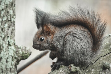 Junges Eichhörnchen im Baum