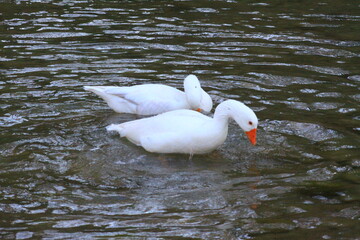 hermoso patos blancos bañandose en el rio y nadando