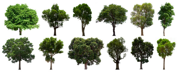 isolated tree green set is located on a white background. Collection of isolated tree green on...