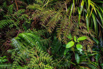 For&ecirc;t de B&eacute;louve Reunion