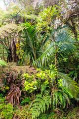 For&ecirc;t de B&eacute;louve Reunion