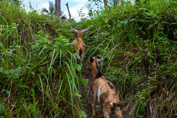 Two little goats in tall green grass, summer pasture animals. Happy little kids on free grazing. Livestoc animal husbandry. Ethical farming and raising livestock. Goats in green grass
