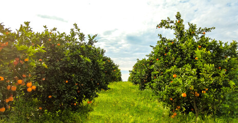 Italian Orange Orchards