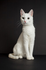 White cat with yellow eyes on a black background