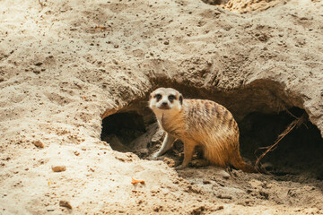 Group of meerkats on the sand near burrows