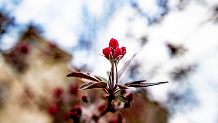 magnolia tree in spring