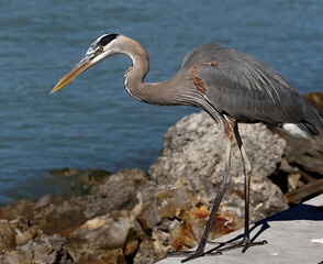 Great blue heron looking for meal in the rocks.