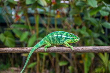 Caméléon de le Reunion a