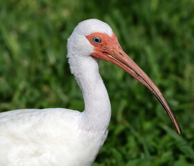 Close up of an American white ibis with a green grass background.