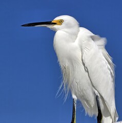 A close up of a Snowy egret with it's bright yellow lore against a blue sky background.