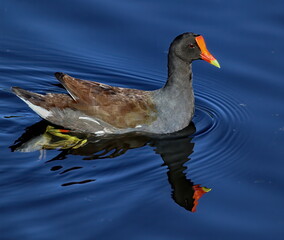 Adult Common moorhen paddling with reflection. Fulica chloropus.