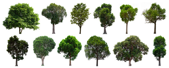 Fototapeta premium isolated tree green set is located on a white background. Collection of isolated tree green on white background Tropical tree