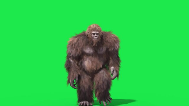 Green Screen Bigfoot Yeti Walk Front Real Fur 3D Rendering Animation 4K