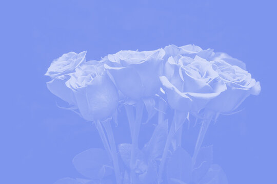 773 Best Blue Rose Images Stock Photos Vectors Adobe Stock