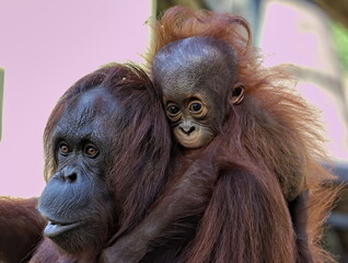 Female Orangutan with baby. Pongo borneo.