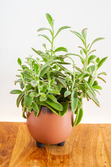 Kalanchoe tomentosa plant in brown ceramic pot.