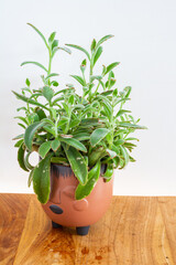 Kalanchoe tomentosa plant in brown ceramic pot.