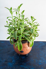 Kalanchoe tomentosa plant in brown ceramic pot.