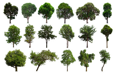 Fototapeta premium isolated tree green set is located on a white background. Collection of isolated tree green on white background Tropical tree