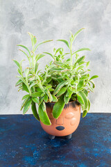 Kalanchoe tomentosa plant in brown ceramic pot.