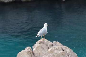 Fototapeta na wymiar sea, seagull and rocks