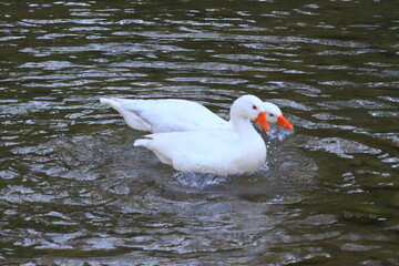 hermoso patos blancos bañandose en el rio y nadando