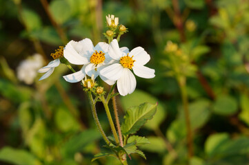 Close up of bidens pilosa flowers in the morning