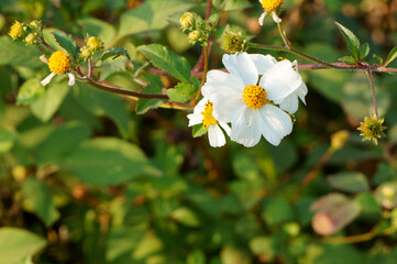 Bidens pilosa flower blooming in the field