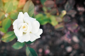 white rose in the garden - 405514988