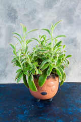 Kalanchoe tomentosa plant in brown ceramic pot.