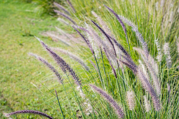 Pampas field grass duster called pampa grass in rods Corteria Sealana for decoration Cordoba Argentina