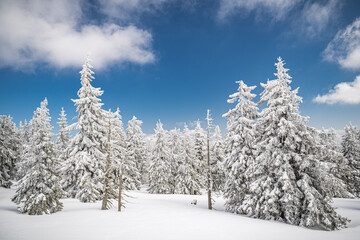 Majestic white spruces trees glowing by sunlight agains dark blue sky. Gorgeous winter scene. Location place Czech republic, Krkonose.