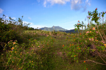 Tropical island landscape with flower meadow and distant mountain. Joyful summer natural view. Blooming nature perspective view. Hiking trail in natural parkland